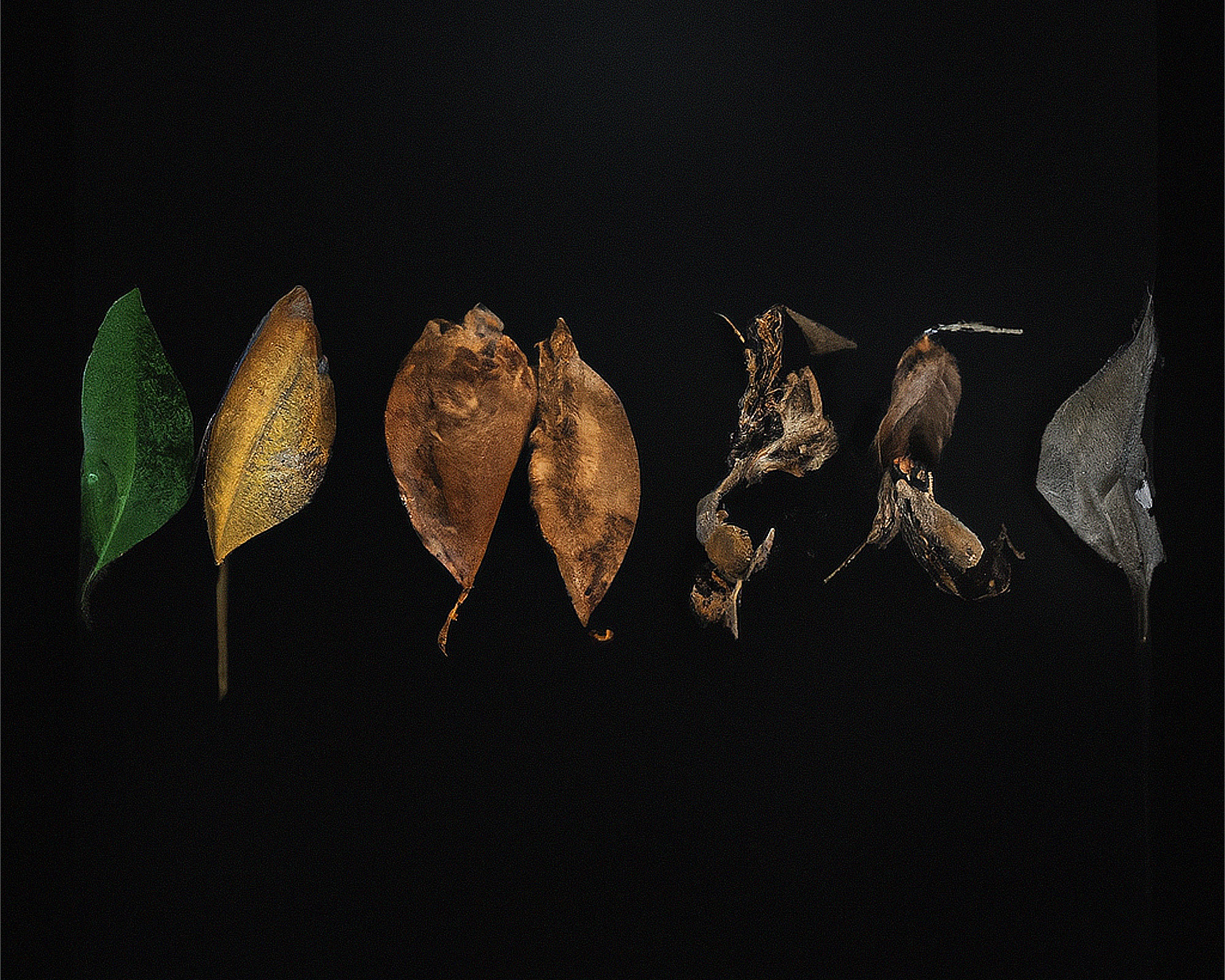 From dust we come, to dust we go and Mark Close